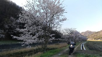 001-bike-sakura.jpg
