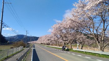 003-bike-sakura.jpg